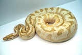Load image into Gallery viewer, Bumble Bee Mephisto Ball Python