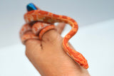 Load image into Gallery viewer, Albino Het Palmetto Corn Snake