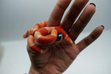 Load image into Gallery viewer, Fancy Honduran Milk Snake