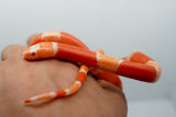 Load image into Gallery viewer, Fancy Honduran Milk Snake