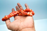 Load image into Gallery viewer, Albino Poss Hypo Honduran Milk Snake