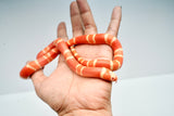 Load image into Gallery viewer, Albino Poss Hypo Honduran Milk Snake