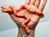 Load image into Gallery viewer, Albino Poss Hypo Honduran Milk Snake