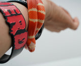 Load image into Gallery viewer, Albino Poss Hypo Honduran Milk Snake