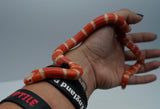 Load image into Gallery viewer, Albino Poss Hypo Honduran Milk Snake