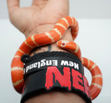 Load image into Gallery viewer, Albino Poss Hypo Honduran Milk Snake