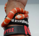 Load image into Gallery viewer, Albino Poss Hypo Honduran Milk Snake