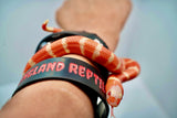 Load image into Gallery viewer, Albino Poss Hypo Honduran Milk Snake
