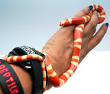 Load image into Gallery viewer, Albino Poss Hypo Honduran Milk Snake