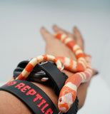 Load image into Gallery viewer, Albino Poss Hypo Honduran Milk Snake
