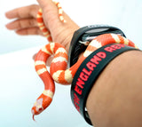 Load image into Gallery viewer, Albino Poss Hypo Honduran Milk Snake