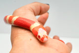 Load image into Gallery viewer, Albino Poss Hypo Honduran Milk Snake