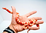 Load image into Gallery viewer, Albino Poss Hypo Honduran Milk Snake