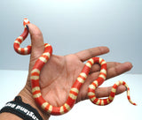 Load image into Gallery viewer, Albino Poss Hypo Honduran Milk Snake