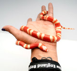 Load image into Gallery viewer, Albino Poss Hypo Honduran Milk Snake