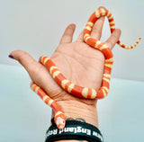 Load image into Gallery viewer, Albino Poss Hypo Honduran Milk Snake
