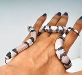 Load image into Gallery viewer, Anery Het Albino Honduran Milk Snake