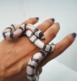 Load image into Gallery viewer, Anery Het Albino Honduran Milk Snake