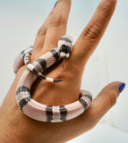 Load image into Gallery viewer, Anery Het Albino Honduran Milk Snake