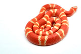Load image into Gallery viewer, Fancy Honduran Milk Snake