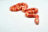Load image into Gallery viewer, Fancy Honduran Milk Snake