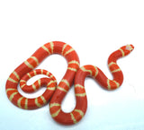 Load image into Gallery viewer, Fancy Honduran Milk Snake