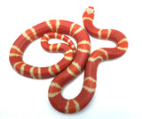Load image into Gallery viewer, Fancy Honduran Milk Snake