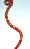 Load image into Gallery viewer, Fancy Honduran Milk Snake