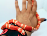 Load image into Gallery viewer, Fancy Honduran Milk Snake