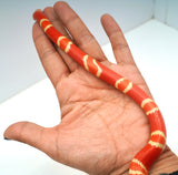 Load image into Gallery viewer, Fancy Honduran Milk Snake