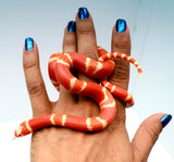 Load image into Gallery viewer, Fancy Honduran Milk Snake