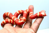 Load image into Gallery viewer, Fancy Honduran Milk Snake