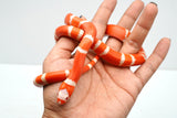 Load image into Gallery viewer, Fancy Honduran Milk Snake