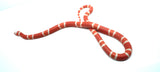 Load image into Gallery viewer, Fancy Honduran Milk Snake