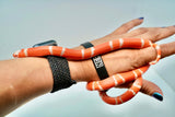 Load image into Gallery viewer, Fancy Honduran Milk Snake
