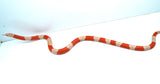 Load image into Gallery viewer, Fancy Honduran Milk Snake