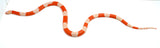 Load image into Gallery viewer, Fancy Honduran Milk Snake