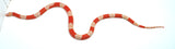 Load image into Gallery viewer, Fancy Honduran Milk Snake