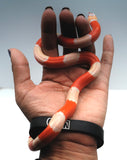 Load image into Gallery viewer, Fancy Honduran Milk Snake