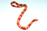 Load image into Gallery viewer, Fancy Honduran Milk Snake