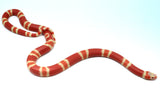 Load image into Gallery viewer, Fancy Honduran Milk Snake