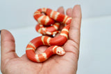 Load image into Gallery viewer, Fancy Honduran Milk Snake