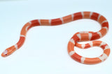 Load image into Gallery viewer, Fancy Honduran Milk Snake