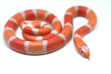 Load image into Gallery viewer, Fancy Honduran Milk Snake