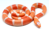 Load image into Gallery viewer, Fancy Honduran Milk Snake