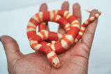 Load image into Gallery viewer, Fancy Honduran Milk Snake