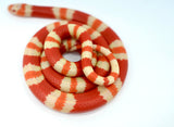 Load image into Gallery viewer, Fancy Honduran Milk Snake