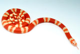 Load image into Gallery viewer, Fancy Honduran Milk Snake