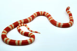Load image into Gallery viewer, Fancy Honduran Milk Snake