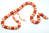 Load image into Gallery viewer, Fancy Honduran Milk Snake